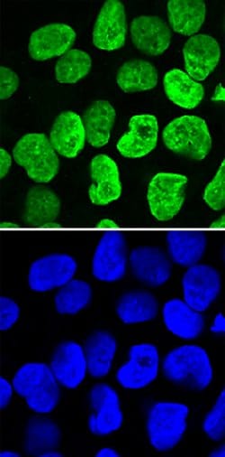 Human PRDM14 Antibody, R D Systems 25&mu;g; Unlabeled:Antibodies, Polyclonal