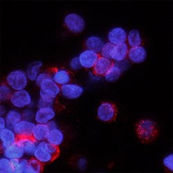 Human PSGL-1/CD162 Antibody, R D Systems Unlabeled; 25&mu;g:Antibodies,