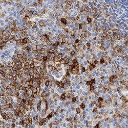Human PSGL-1/CD162 Antibody, R D Systems Unlabeled; 25&mu;g:Antibodies,