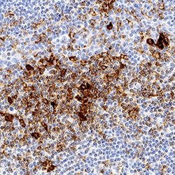 Human PSGL-1/CD162 Antibody, R D Systems 100&mu;g:Anticuerpos