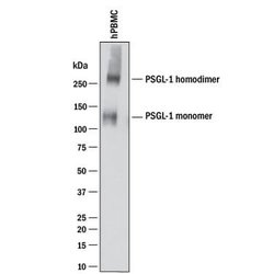 Human PSGL-1/CD162 Antibody, R D Systems 100&mu;g:Anticuerpos