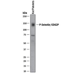 Human/Rat P-Selectin/CD62P Antibody, R D Systems 100&mu;g; Unlabeled:Antibodies,