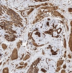 Human PTGER1 Antibody, R D Systems 25 ug; Unconjugated:Antibodies, Monoclonal