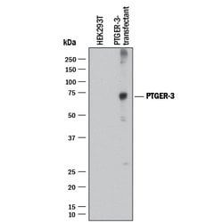 Human PTGER3 Antibody, R D Systems 100 &mu;g; Unconjugated:Antibodies,