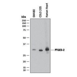 Human Prostaglandin E Synthase 2/PTGES2 Antibody, R D Systems:Antibodies:Primary