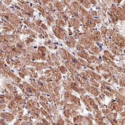 Human PTP1B Antibody, R D Systems:Antibodies:Primary Antibodies