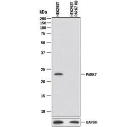 Human/Mouse Park7/DJ-1 Antibody, R D Systems 100&mu;g; Unlabeled:Antibodies,