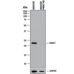 Human Park7/DJ-1 Antibody, R D Systems 25&mu;g; Unlabeled:Antibodies, Polyclonal