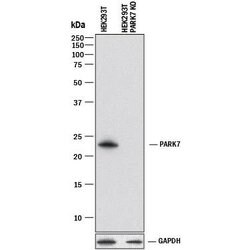 Park7/DJ-1 Mouse anti-Human, Mouse, Rat, Clone: 925805R, R D Systems 25&mu;g;