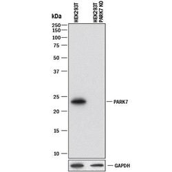 Human Park7/DJ-1 Antibody, R D Systems 100ug; Unlabeled:Antibodies, Monoclonal