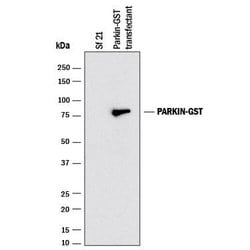 Human Parkin Antibody, R D Systems 25&mu;g; Unlabeled:Antibodies, Monoclonal