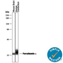 Human/Mouse/Rat Parvalbumin alpha Antibody, R D Systems 100&mu;g; Unlabeled:Antibodies,