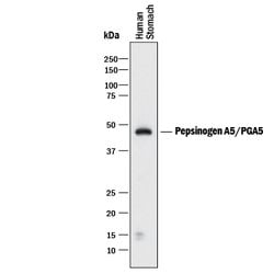 Human Pepsinogen A5/PGA5 Antibody, R D Systems 25 &mu;g; Unconjugated:Antibodies,