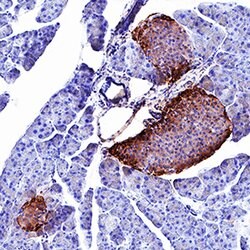 Human Peptide YY Antibody, R D Systems:Antibodies:Primary Antibodies