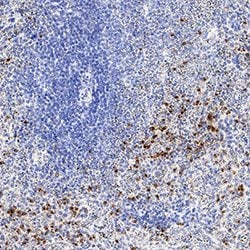 Human Perforin Antibody, R D Systems 100 &mu;g; Unconjgated:Antibodies,