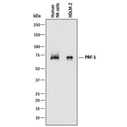 Human Perforin Antibody, R D Systems:Antibodies:Primary Antibodies