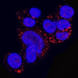 Human Perilipin-2 Antibody, R D Systems 25&mu;g:Antibodies, Monoclonal