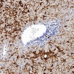 Human Perilipin-2 Antibody, R D Systems 25&mu;g:Antibodies, Monoclonal