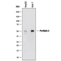 Human Perilipin-2 Antibody, R D Systems 25&mu;g:Antibodies, Monoclonal