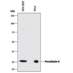 Human Peroxiredoxin 6 Antibody, R D Systems 100&mu;g:Antibodies, Monoclonal