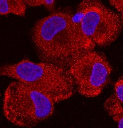 Human Plexin A1 Antibody, R D Systems:Antibodies:Primary Antibodies