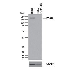 Human Podocalyxin Antibody, R D Systems 25&mu;g; Unlabeled:Antibodies,