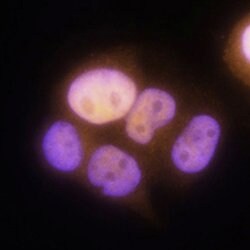 Human Progesterone R/NR3C3 Antibody, R D Systems 100 &mu;g | Buy Online | R&D Systems | Fisher Scientific