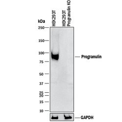 Human Progranulin/PGRN Antibody, R D Systems 100&mu;g; Unlabeled:Antibodies,