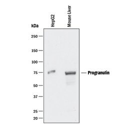 Human Progranulin/PGRN Antibody, R D Systems 100ug; Unlabeled:Anticorps,