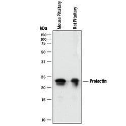 Mouse/Rat Prolactin Antibody, R D Systems 25&mu;g; Unlabeled:Antibodies,