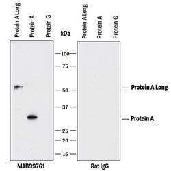 Protein A Antibody, R D Systems:Antibodies:Primary Antibodies
