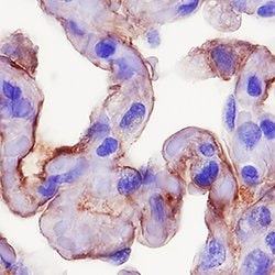 Human/Mouse/Rat RAGE/AGER Antibody, R D Systems 25&mu;g; Unlabeled:Antibodies,