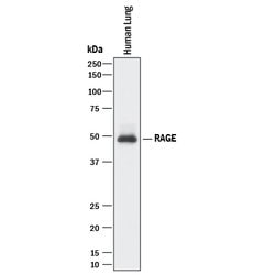 Human/Mouse/Rat RAGE Antibody, R D Systems 25&mu;g; Unlabeled:Antibodies,