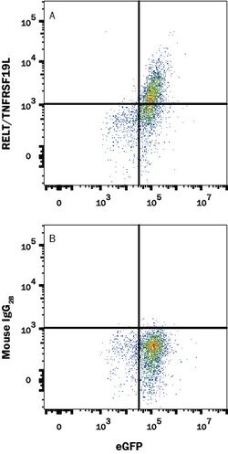 Human RELT/TNFRSF19L Alexa Fluor 647-conjugated Antibody, R D Systems 100ug;