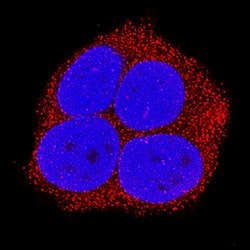 Human/Mouse/Rat RIPK1/RIP1 Antibody, R D Systems 100ug; Unlabeled:Antibodies,
