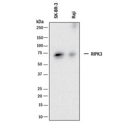 Human RIPK3/RIP3 Antibody, R D Systems 100 μg; Unconjugated:Antibodies,