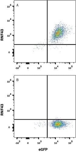Human RNF43 Antibody, R D Systems:Antibodies:Primary Antibodies
