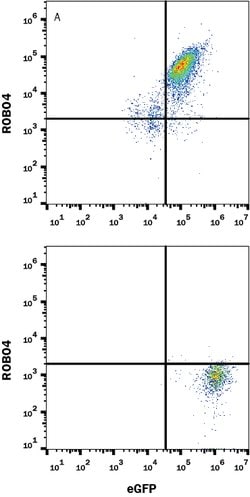 Mouse ROBO4 Antibody, R D Systems:Antibodies:Primary Antibodies