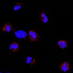 Human RTTN Antibody, R D Systems 100 &mu;g Unconjugated:Antibodies, Monoclonal
