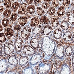 Human RTTN Antibody, R D Systems 100 &mu;g Unconjugated:Antibodies, Monoclonal