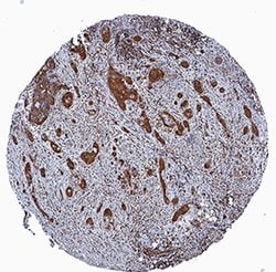 Human/Mouse/Rat RelA/NF kappa B p65 Antibody, R D Systems 25&mu;g; Unlabeled:Antibodies,