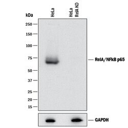 Human/Mouse/Rat RelA/NF kappa B p65 Antibody, R D Systems 25&mu;g; Unlabeled:Antibodies,