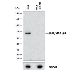 Human/Mouse/Rat RelA/NF kappa B p65 Antibody, R D Systems 25&mu;g; Unlabeled:Antibodies,
