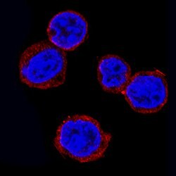 Human/Mouse/Rat Rheb Antibody, R D Systems 100ug; Unlabeled:Antibodies,