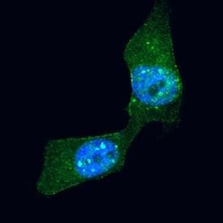 Human/Mouse/Rat Ribosomal Protein S6/RPS6 Alexa Fluor 488-conjugated Antibody, R D Systems 100 &mu;g | Buy Online | R&D Systems | Fisher Scientific