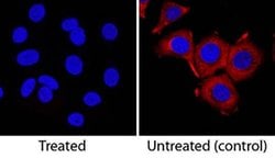 Human Phospho-Ribosomal Protein S6/RPS6 (S235/S236) Antibody, R D Systems