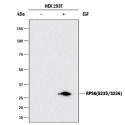 Human Phospho-Ribosomal Protein S6/RPS6 (S235/S236) Antibody, R D Systems