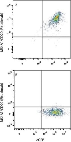 Anti- Rituximab (Anti-Idiotype) Antibody, R D Systems:Antibodies:Primary