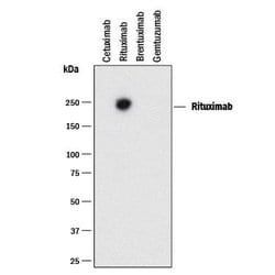 Anti- Rituximab (Anti-Idiotype) Antibody, R D Systems:Antibodies:Primary