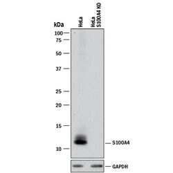 Human/Mouse S100A4 Antibody, R D Systems 25&mu;g; Unlabeled:Antibodies,